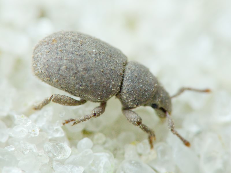Trachyphloeus spinimanus Germar, 1824